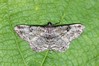 Ime datoteke: Peribatodes rhomboidaria~0.jpg
Velikost datoteke: 162kB
Dimenzija: 800x533
Datum objave: 27. avgust 2018 Peribatodes rhomboidaria~0.jpg