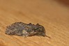 Ime datoteke: Peridea anceps~0.jpg
Velikost datoteke: 68kB
Dimenzija: 800x533
Datum objave: 22. april 2020 Peridea anceps~0.jpg