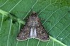Ime datoteke: Peridroma saucia~0.jpg
Velikost datoteke: 92kB
Dimenzija: 800x533
Datum objave: 17. september 2019 Peridroma saucia~0.jpg