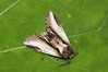 Ime datoteke: Pheosia gnoma~0.jpg
Velikost datoteke: 84kB
Dimenzija: 800x533
Datum objave: 9. avgust 2018 Pheosia gnoma~0.jpg