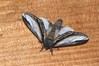 Ime datoteke: Pheosia gnoma~1.jpg
Velikost datoteke: 109kB
Dimenzija: 800x533
Datum objave: 3. junij 2019 Pheosia gnoma~1.jpg