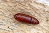 Ime datoteke: Phlogophora meticulosa~1.jpg
Velikost datoteke: 104kB
Dimenzija: 800x533
Datum objave: 24. junij 2019 Phlogophora meticulosa~1.jpg