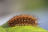 Ime datoteke: Phragmatobia fuliginosa~0.jpg
Velikost datoteke: 68kB
Dimenzija: 800x533
Datum objave: 31. oktober 2016 Phragmatobia fuliginosa~0.jpg