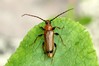 Ime datoteke: Phymatodes testaceus~0.jpg
Velikost datoteke: 67kB
Dimenzija: 800x533
Datum objave: 31. maj 2018 Phymatodes testaceus~0.jpg