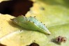 Ime datoteke: Pieris rapae~1.jpg
Velikost datoteke: 63kB
Dimenzija: 800x533
Datum objave: 31. oktober 2016 Pieris rapae~1.jpg