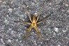 Ime datoteke: Pisaura mirabilis~0.jpg
Velikost datoteke: 217kB
Dimenzija: 800x533
Datum objave: 10. maj 2020 Pisaura mirabilis~0.jpg