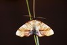 Ime datoteke: Plagodis dolabraria~0.jpg
Velikost datoteke: 71kB
Dimenzija: 800x533
Datum objave: 23. maj 2020 Plagodis dolabraria~0.jpg