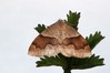 Ime datoteke: Plagodis pulveraria~0.jpg
Velikost datoteke: 59kB
Dimenzija: 800x533
Datum objave: 29. maj 2019 Plagodis pulveraria~0.jpg