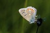 Ime datoteke: Polyommatus dorylas~1.jpg
Velikost datoteke: 44kB
Dimenzija: 800x533
Datum objave: 16. julij 2017 Polyommatus dorylas~1.jpg