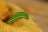 Ime datoteke: Polyommatus icarus~0.jpg
Velikost datoteke: 41kB
Dimenzija: 800x533
Datum objave: 17. avgust 2019 Polyommatus icarus~0.jpg