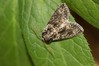 Ime datoteke: Polyploca ridens~0.jpg
Velikost datoteke: 83kB
Dimenzija: 800x533
Datum objave: 22. april 2020 Polyploca ridens~0.jpg