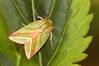 Ime datoteke: Pseudoips prasinana~3.jpg
Velikost datoteke: 103kB
Dimenzija: 800x533
Datum objave: 11. april 2020 Pseudoips prasinana~3.jpg