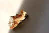 Ime datoteke: Ptilodon cucullina~0.jpg
Velikost datoteke: 46kB
Dimenzija: 800x533
Datum objave: 14. avgust 2019 Ptilodon cucullina~0.jpg