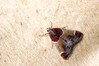 Ime datoteke: Pyralis farinalis~0.jpg
Velikost datoteke: 104kB
Dimenzija: 800x533
Datum objave: 1. avgust 2019 Pyralis farinalis~0.jpg