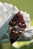 Ime datoteke: Pyrausta nigrata~0.jpg
Velikost datoteke: 104kB
Dimenzija: 533x799
Datum objave: 30. maj 2017 Pyrausta nigrata~0.jpg