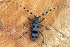 Ime datoteke: Rosalia alpina~0.jpg
Velikost datoteke: 149kB
Dimenzija: 800x533
Datum objave: 30. junij 2018 Rosalia alpina~0.jpg