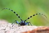 Ime datoteke: Rosalia alpina~1.jpg
Velikost datoteke: 50kB
Dimenzija: 800x533
Datum objave: 11. julij 2018 Rosalia alpina~1.jpg