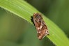 Ime datoteke: Schinia cardui~0.jpg
Velikost datoteke: 48kB
Dimenzija: 800x533
Datum objave: 30. julij 2016 Schinia cardui~0.jpg