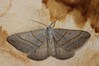 Ime datoteke: Scotopteryx luridata~0.jpg
Velikost datoteke: 79kB
Dimenzija: 800x533
Datum objave: 28. avgust 2017 Scotopteryx luridata~0.jpg