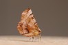 Ime datoteke: Selenia dentaria~0.jpg
Velikost datoteke: 49kB
Dimenzija: 800x533
Datum objave: 3. avgust 2019 Selenia dentaria~0.jpg