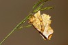 Ime datoteke: Selenia lunularia~1.jpg
Velikost datoteke: 61kB
Dimenzija: 800x533
Datum objave: 23. maj 2020 Selenia lunularia~1.jpg