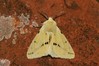 Ime datoteke: Spilosoma lutea~0.jpg
Velikost datoteke: 86kB
Dimenzija: 800x533
Datum objave: 14. junij 2019 Spilosoma lutea~0.jpg