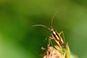Ime datoteke: Stenotus binotatus~0.jpg
Velikost datoteke: 37kB
Dimenzija: 800x533
Datum objave: 8. julij 2019 Stenotus binotatus~0.jpg