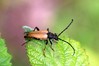 Ime datoteke: Stictoleptura rubra~0.jpg
Velikost datoteke: 67kB
Dimenzija: 800x533
Datum objave: 15. avgust 2015 Stictoleptura rubra~0.jpg