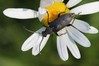 Ime datoteke: Stictoleptura scutellata~0.jpg
Velikost datoteke: 94kB
Dimenzija: 800x533
Datum objave: 8. julij 2019 Stictoleptura scutellata~0.jpg