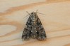 Ime datoteke: Subacronicta megacephala~0.jpg
Velikost datoteke: 71kB
Dimenzija: 800x533
Datum objave: 17. avgust 2018 Subacronicta megacephala~0.jpg