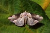 Ime datoteke: Thyatira batis~0.jpg
Velikost datoteke: 112kB
Dimenzija: 800x533
Datum objave: 8. september 2016 Thyatira batis~0.jpg