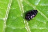 Ime datoteke: Trachys minutus~0.jpg
Velikost datoteke: 80kB
Dimenzija: 800x533
Datum objave: 19. april 2018 Trachys minutus~0.jpg