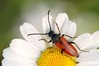 Ime datoteke: Vadonia unipunctata~0.jpg
Velikost datoteke: 61kB
Dimenzija: 800x533
Datum objave: 11. julij 2018 Vadonia unipunctata~0.jpg