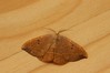 Ime datoteke: Watsonalla binaria~2.jpg
Velikost datoteke: 71kB
Dimenzija: 800x533
Datum objave: 7. avgust 2019 Watsonalla binaria~2.jpg
