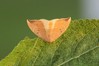 Ime datoteke: Watsonalla binaria~3.jpg
Velikost datoteke: 71kB
Dimenzija: 800x533
Datum objave: 28. avgust 2020 Watsonalla binaria~3.jpg