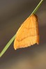 Ime datoteke: Watsonalla cultraria~0.jpg
Velikost datoteke: 61kB
Dimenzija: 533x800
Datum objave: 10. junij 2016 Watsonalla cultraria~0.jpg