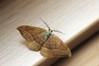 Ime datoteke: Watsonalla cultraria~1.jpg
Velikost datoteke: 77kB
Dimenzija: 800x533
Datum objave: 7. avgust 2019 Watsonalla cultraria~1.jpg
