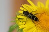 Ime datoteke: Xylotrechus antilope~0.jpg
Velikost datoteke: 54kB
Dimenzija: 800x533
Datum objave: 11. julij 2018 Xylotrechus antilope~0.jpg