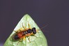 common sawflies.jpg