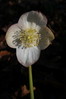 Ime datoteke: crni teloh~0.jpg
Velikost datoteke: 66kB
Dimenzija: 535x800
Datum objave: 24. marec 2009 crni teloh~0.jpg