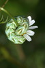 cucullia chamomillae.jpg