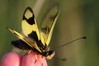 metuljcica 4.jpg