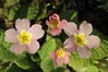 trobentica Primula vulgaris.jpg