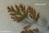 Ime datoteke: voscilo~1.jpg
Velikost datoteke: 214kB
Dimenzija: 900x600
Datum objave: 24. december 2016 voscilo~1.jpg