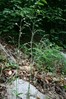 Ime datoteke: zelenocvetna lepnica~0.jpg
Velikost datoteke: 123kB
Dimenzija: 533x800
Datum objave: 29. maj 2009 zelenocvetna lepnica~0.jpg