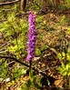 P1120997-orchis4.jpg