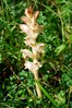 Orobanche caryophyllacea DSC_8525_1.JPG