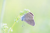 Ime datoteke: IMG_0275-2~1.jpg
Velikost datoteke: 241kB
Dimenzija: 900x600
Datum objave: 10. junij 2018 IMG_0275-2~1.jpg