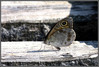 Ime datoteke: IMG_0317-1~0.jpg
Velikost datoteke: 264kB
Dimenzija: 900x607
Datum objave: 7. maj 2011 IMG_0317-1~0.jpg