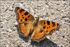 Ime datoteke: IMG_0587-2~1.jpg
Velikost datoteke: 247kB
Dimenzija: 900x602
Datum objave: 11. junij 2014 IMG_0587-2~1.jpg